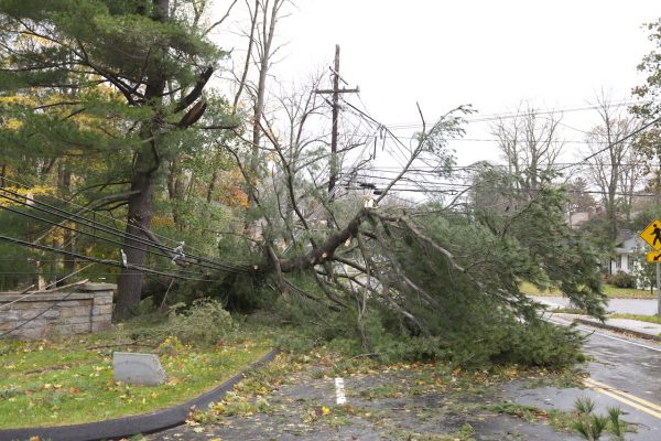 A huge pine tree lays on top of power lines in the aftermath of Hurricane Sandy, a powerful storm which crashed into the Eastern USA.